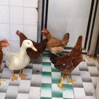 مرغ و خروس و اردک