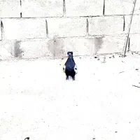 سینه سیاه ماده|پرنده|آبدانان, |دیوار