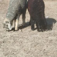 فروش دوتا بره نر و ماده فر چاق  سه ماهه