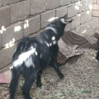 تروشت پزور|حیوانات مزرعه|ایرانشهر, |دیوار