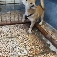 سگ پا کوتاه