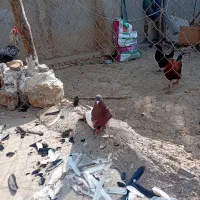 سینه سرخ نر