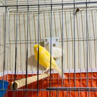 قناری نرمست|پرنده|کارون, |دیوار