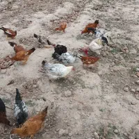 مرغ و جوجه محلی