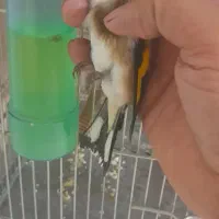 سهره نر گل پهن|پرنده|تهران, مسعودیه|دیوار