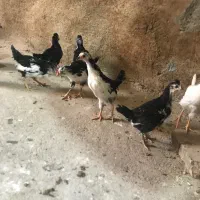 نیمچه مرغ ‌خروس