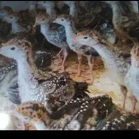 جوجه بوقلمون برنزانگلیسی1هفته بهترین نژاد تخم گوشت|حیوانات مزرعه|سیرجان, |دیوار