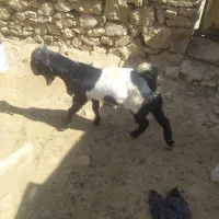 چپش بذری پاکستانی|حیوانات مزرعه|شیراز, سجادیه|دیوار