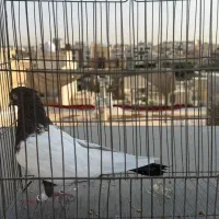 سینه سیاه