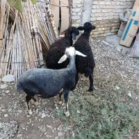 بره افشاری قره قزل زیر قوچی و پرواری(گوسفند)