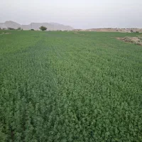 یونجه|خدمات باغبانی و درختکاری|بهبهان, |دیوار