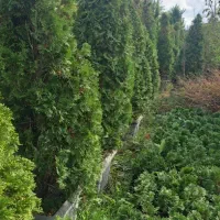 مورت یوکا تویا برگ نو