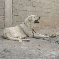 سگ نگهبانی