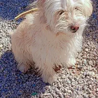 سگ ماده بازیگوش|سگ|خاش, |دیوار