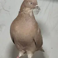 ده تا کفتر پرشی