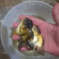 گلدفیش سایز ۴ اینچ قیمت مناسب|ماهی|اسلام‌شهر, شهرک مهدیه|دیوار