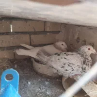 کفتر سار|پرنده|رادکان, |دیوار