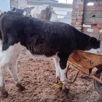 گلوموندبیلیاد|حیوانات مزرعه|آق قلا, |دیوار