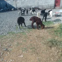 40راس بره ی شیری بار جدید