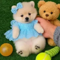 توله ریز|سگ|شیراز, دکتر حسابی|دیوار