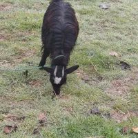 فروش|حیوانات مزرعه|سنگر, |دیوار