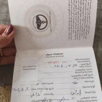 سگ پامر 3ماهه رنگ کاراملی بسیار بازیگوش|سگ|ورامین, ورامین|دیوار