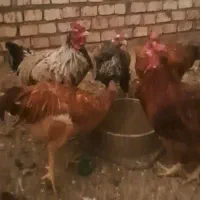 خروس دو رگه