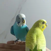مرغ عشق|پرنده|کرمانشاه, |دیوار