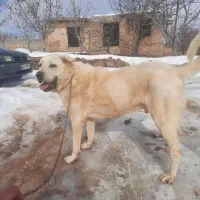 واگذاری سگ عراقی