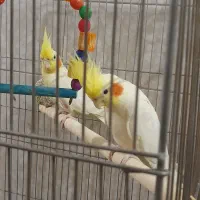 عروس و فنچ نرگسی