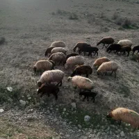 میش بره دار