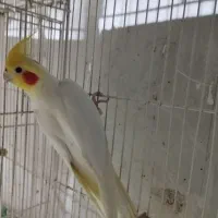 عروس هلندی جفت به شرط|پرنده|قوچان, |دیوار