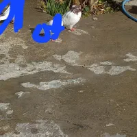 کبوتر کله سرخ|پرنده|دره شهر, |دیوار