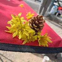 فال تاروت و آینه بینی