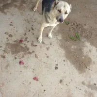 واگذاری سگ نگهبان وگله