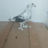 دوعددکبوترفروشی