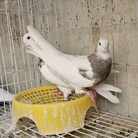 کبوتر|پرنده|بهبهان, |دیوار