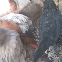 باسلام فروش مرغ و خروس|حیوانات مزرعه|بن, |دیوار