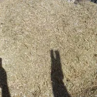 کاه لوبیا|عمده‌فروشی|بیجار, |دیوار