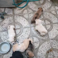 سگ پاکوتا