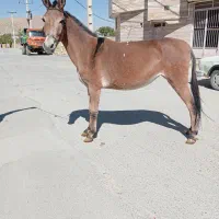 خرید قاطر فروش قاطر|حیوانات مزرعه|لاران, |دیوار