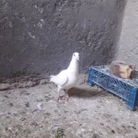 کبوتر|پرنده|تایباد, |دیوار