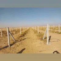 فنس کشی وداربست باغات بابهترین قیمت وکیفیت - حیدری|خدمات باغبانی و درختکاری|تاکستان, |دیوار