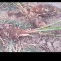 جهرمی|گل و گیاه طبیعی|جهرم, |دیوار