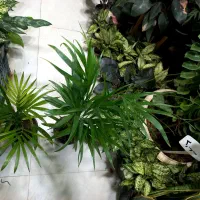 هدیه مناسب برای روز مادر نخل اریکا گیاه آپارتمانی