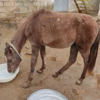 فروشی|اسب و تجهیزات اسب‌سواری|شاهین دژ, |دیوار