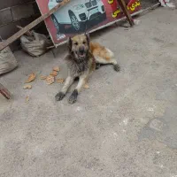 با سلام واگذاری یک عدد سگ