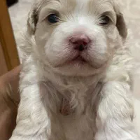 واگذاری توله  های ۲ماهه شیتزو تریر عروسکی|سگ|پاکدشت, پاکدشت (مامازند)|دیوار