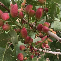 احداث تخصصی باغات پسته