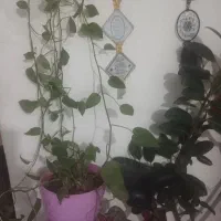 گیاه پتوس